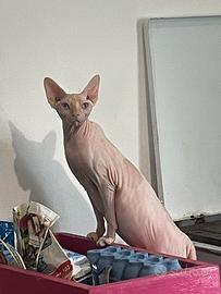 Canadian sphynx