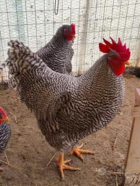 Galline amrock