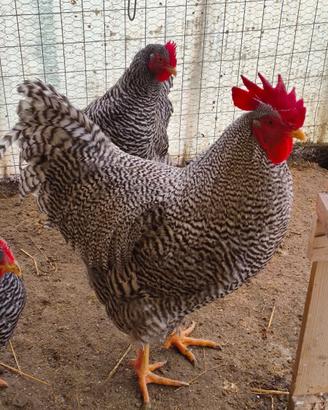 Galline amrock
