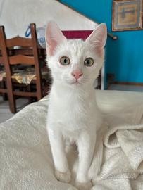 Gattino bianco