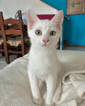 Gattino bianco