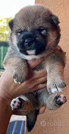 Cuccioli di Shiba Inu con pedigree