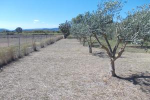 Terreno agricolo - oliveto - frutteto