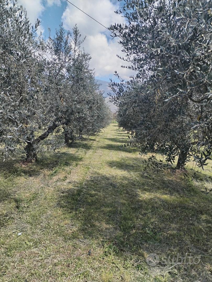 Terreno con piante d'olivo, prezzo trattabile - View 3