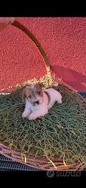 Cucciola di jack russel