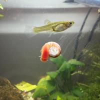 Pesci guppy, lumache e piante