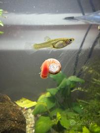 Pesci guppy, lumache e piante