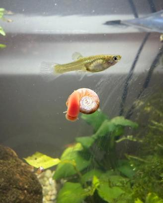 Pesci guppy, lumache e piante