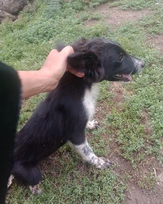 Cuccioli border collie