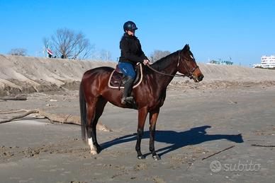 Cavalla permuta/vendita