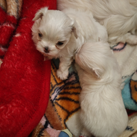 Maschietto maltese
