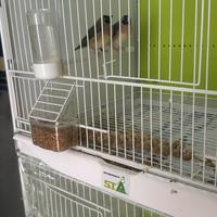 Diamantini del gould