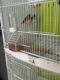 Diamantini del gould