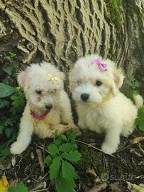 Maltipoo cuccioli