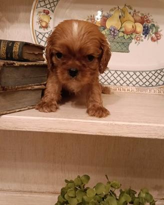 Cavalier king Ciarles Spaniel ruby