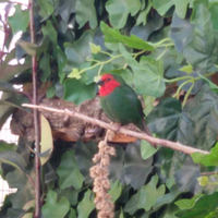 Diamante pappagallo coppia