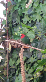 Diamante pappagallo coppia