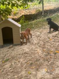 2 Cuccioli meticci 4 mesi