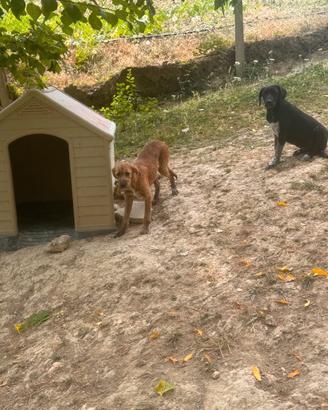 2 Cuccioli meticci 4 mesi