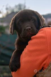Labrador cioccolata