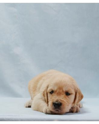 Cuccioli Golden Retriever