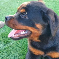 Rottweiler cucciola (NON DISPONIBILE)
