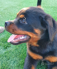 Rottweiler cucciola (NON DISPONIBILE)