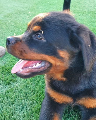Rottweiler cucciola (NON DISPONIBILE)