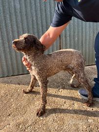 Lagotto Romagnolo
