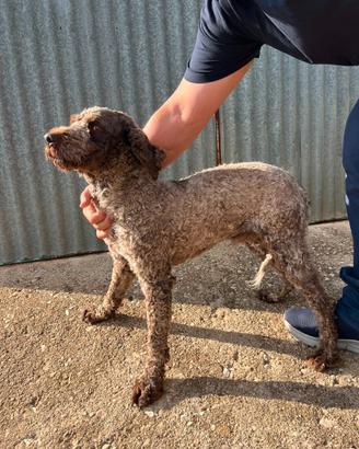 Lagotto Romagnolo