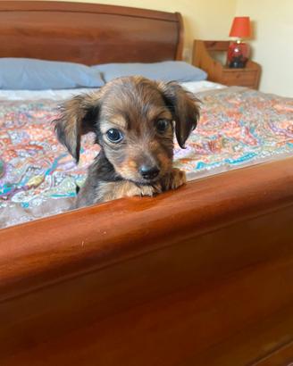 Cucciolo femmina toy due mesi 