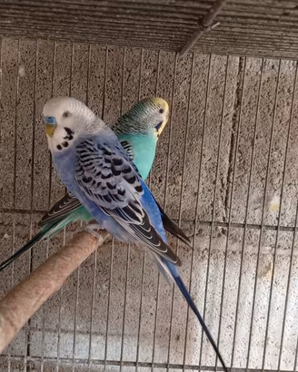 coppia di cocorita 