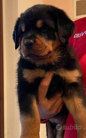 Cuccioli di Rottweiler