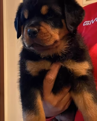 Cuccioli di Rottweiler