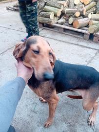 Cane da caccia