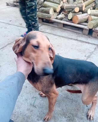 Cane da caccia