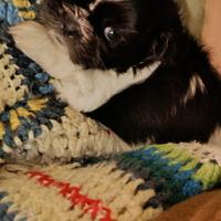 Meraviglioso cucciolo shitzu