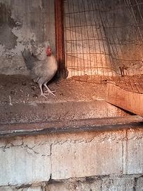 animali chicchinelle 