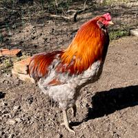 Gallo Araucana