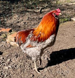 Gallo Araucana