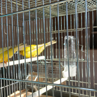 Coppie di canarini complete d gabbia da 60