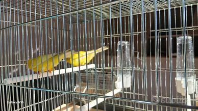 Coppie di canarini complete d gabbia da 60