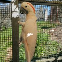Cacatua delle molucche (moluccensis)