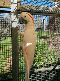 Cacatua delle molucche (moluccensis)