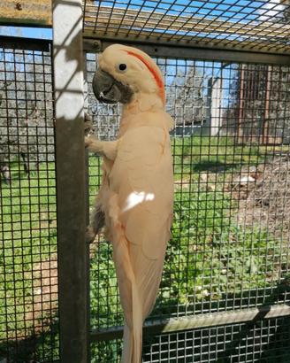Cacatua delle molucche (moluccensis)