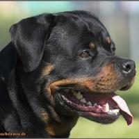 Rottweiler femmina 2 anni con pedigree