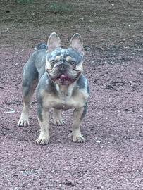 Cuccioli Bulldog Francese