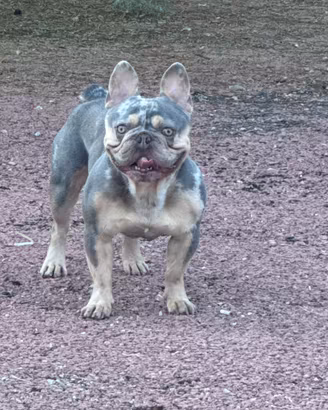 Cuccioli Bulldog Francese