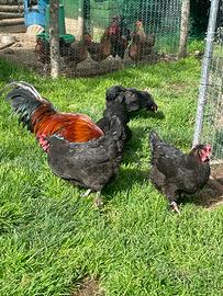 Marans