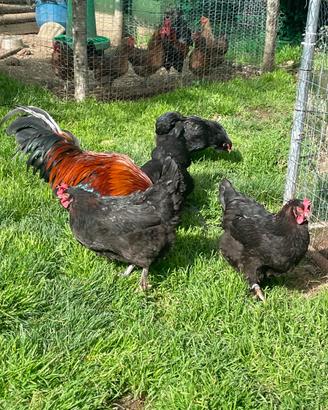 Marans